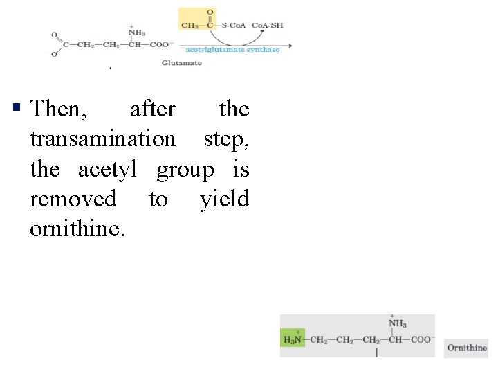 § Then, after the transamination step, the acetyl group is removed to yield ornithine.