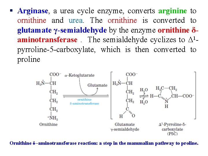 § Arginase, a urea cycle enzyme, converts arginine to ornithine and urea. The ornithine