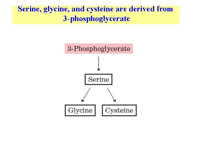 Serine, glycine, and cysteine are derived from 3 -phosphoglycerate 