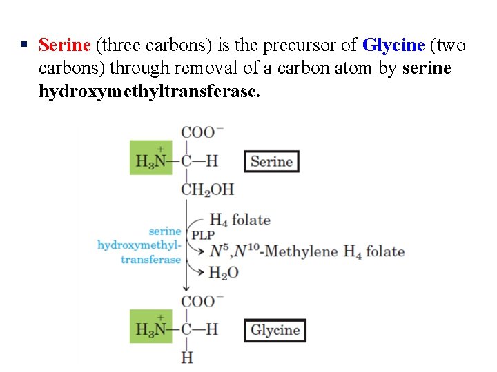 § Serine (three carbons) is the precursor of Glycine (two carbons) through removal of