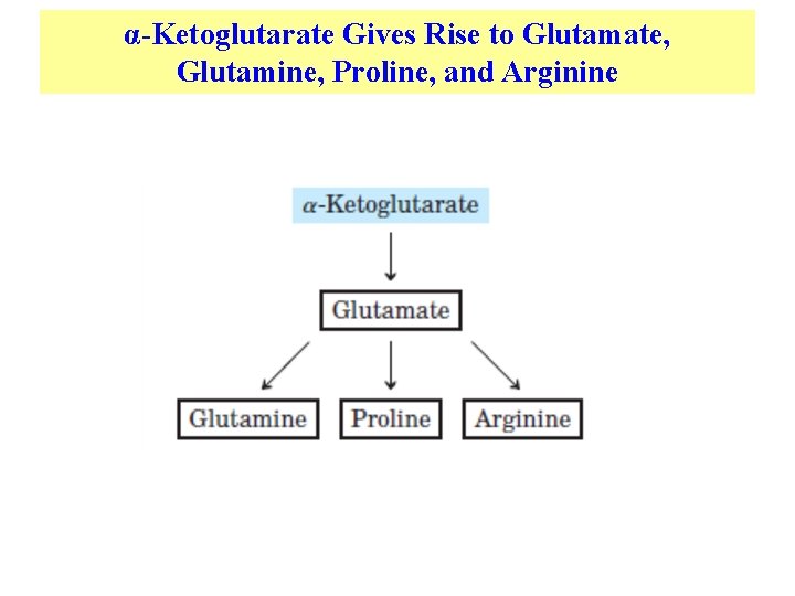 α-Ketoglutarate Gives Rise to Glutamate, Glutamine, Proline, and Arginine 