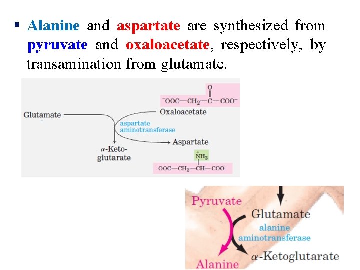 § Alanine and aspartate are synthesized from pyruvate and oxaloacetate, respectively, by transamination from