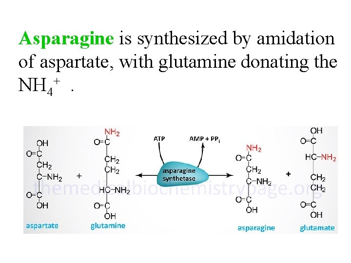 Asparagine is synthesized by amidation of aspartate, with glutamine donating the NH 4+. 