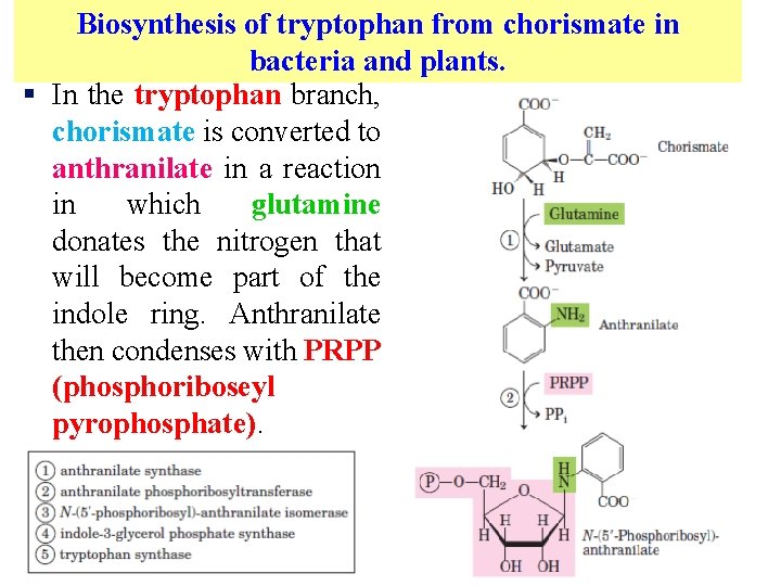 Biosynthesis of tryptophan from chorismate in bacteria and plants. § In the tryptophan branch,