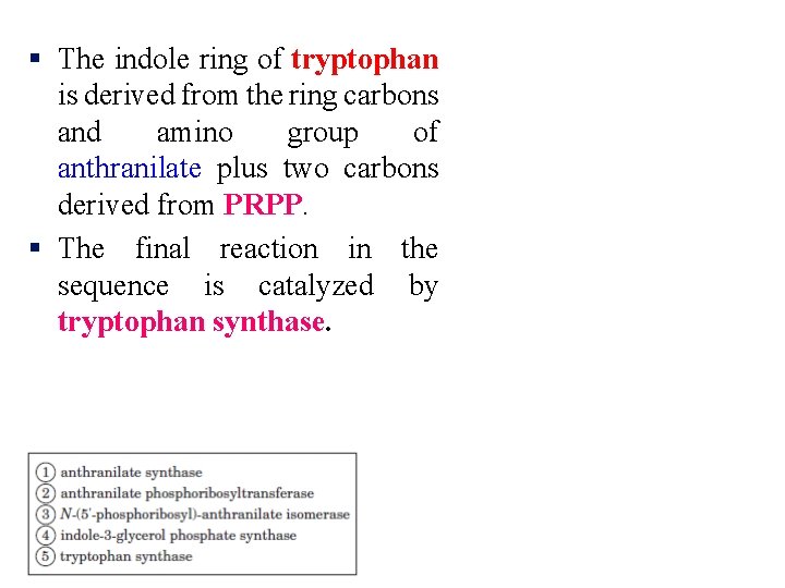 § The indole ring of tryptophan is derived from the ring carbons and amino