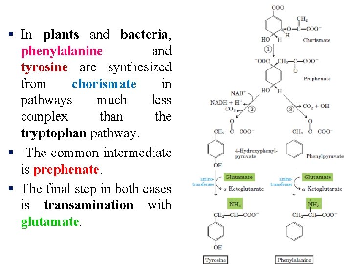 § In plants and bacteria, phenylalanine and tyrosine are synthesized from chorismate in pathways