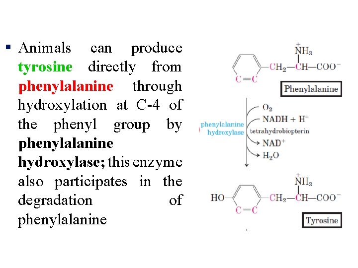 § Animals can produce tyrosine directly from phenylalanine through hydroxylation at C-4 of the
