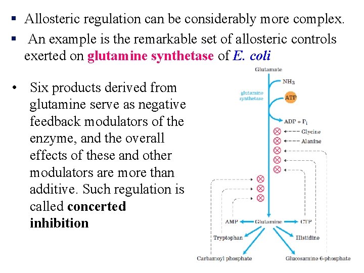 § Allosteric regulation can be considerably more complex. § An example is the remarkable