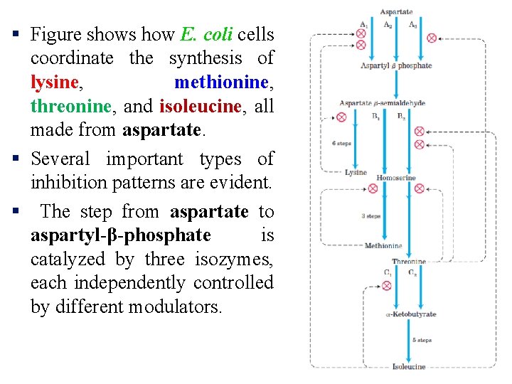 § Figure shows how E. coli cells coordinate the synthesis of lysine, methionine, threonine,