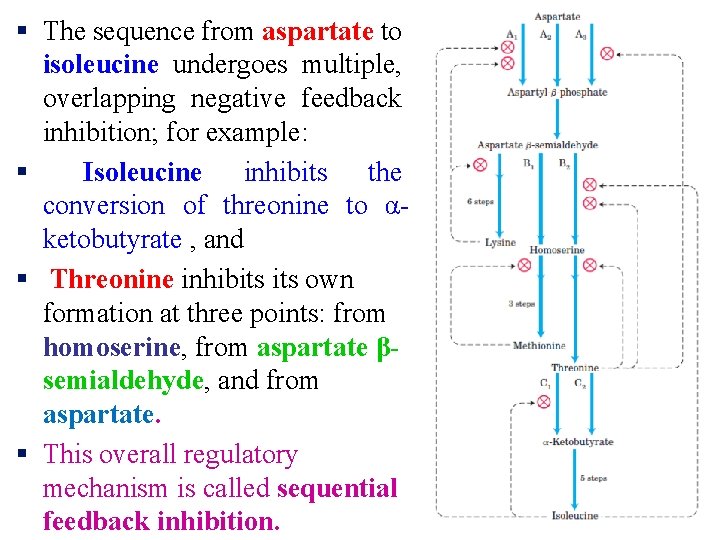 § The sequence from aspartate to isoleucine undergoes multiple, overlapping negative feedback inhibition; for