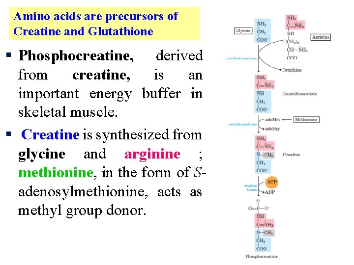 Amino acids are precursors of Creatine and Glutathione § Phosphocreatine, derived from creatine, is