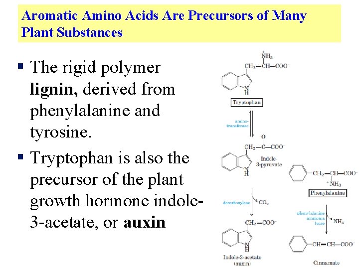 Aromatic Amino Acids Are Precursors of Many Plant Substances § The rigid polymer lignin,