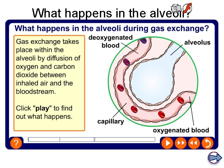What happens in the alveoli? What happens in the alveoli?