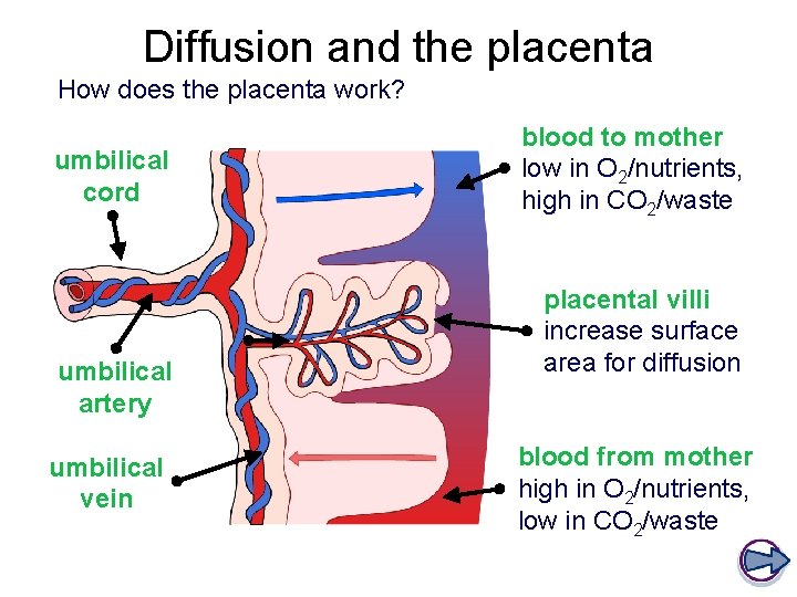 Diffusion and the placenta How does the placenta work? umbilical cord umbilical artery umbilical Diffusion and the placenta How does the placenta work? umbilical cord umbilical artery umbilical