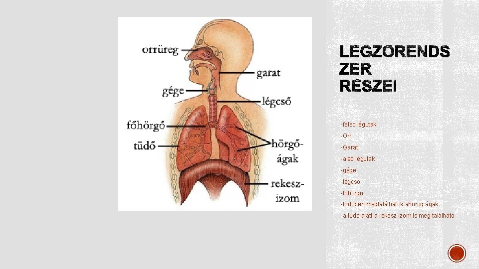 -felso légutak -Orr -Garat -also legutak -gége -légcso -fohorgo -tudoben megtalálhatok ahorog ágak -a