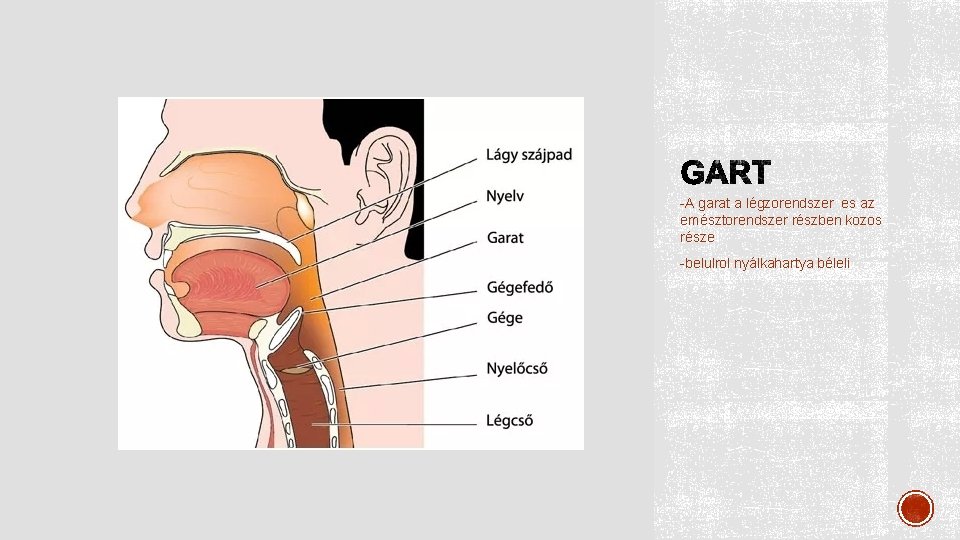 -A garat a légzorendszer es az emésztorendszer részben kozos része -belulrol nyálkahartya béleli 