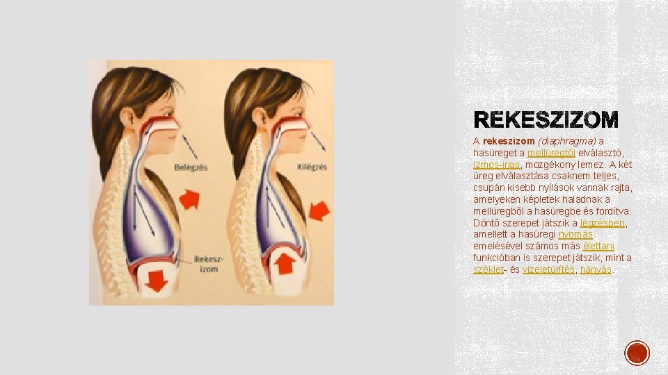 A rekeszizom (diaphragma) a hasüreget a mellüregtől elválasztó, izmos-inas, mozgékony lemez. A két üreg