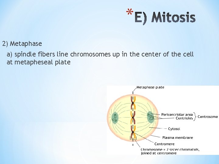 * 2) Metaphase a) spindle fibers line chromosomes up in the center of the