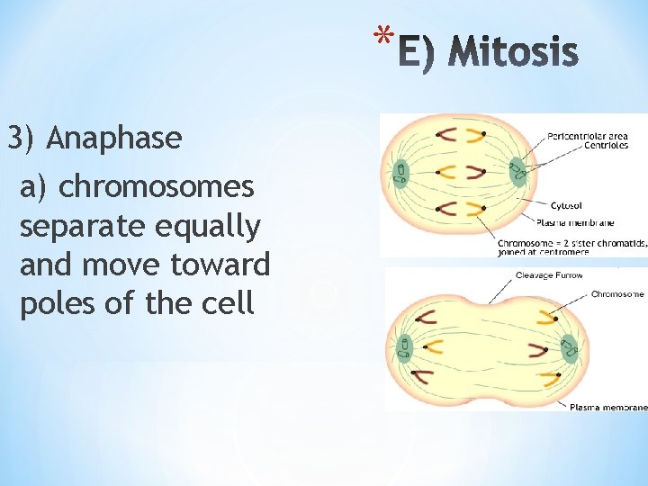 * 3) Anaphase a) chromosomes separate equally and move toward poles of the cell