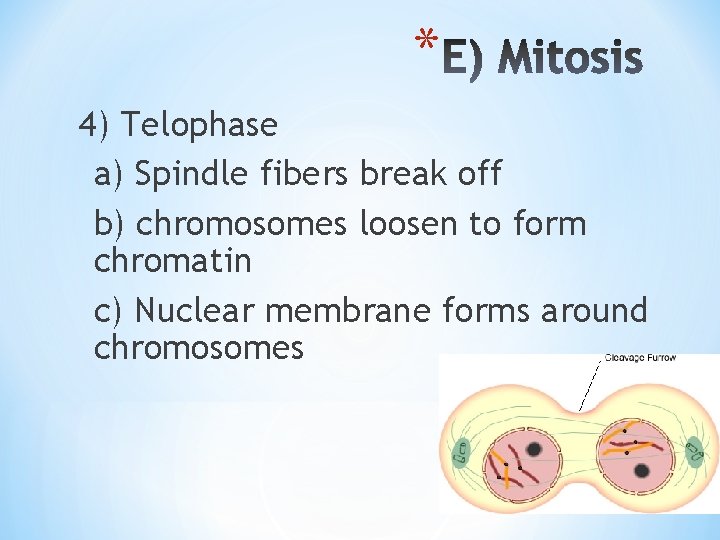* 4) Telophase a) Spindle fibers break off b) chromosomes loosen to form chromatin