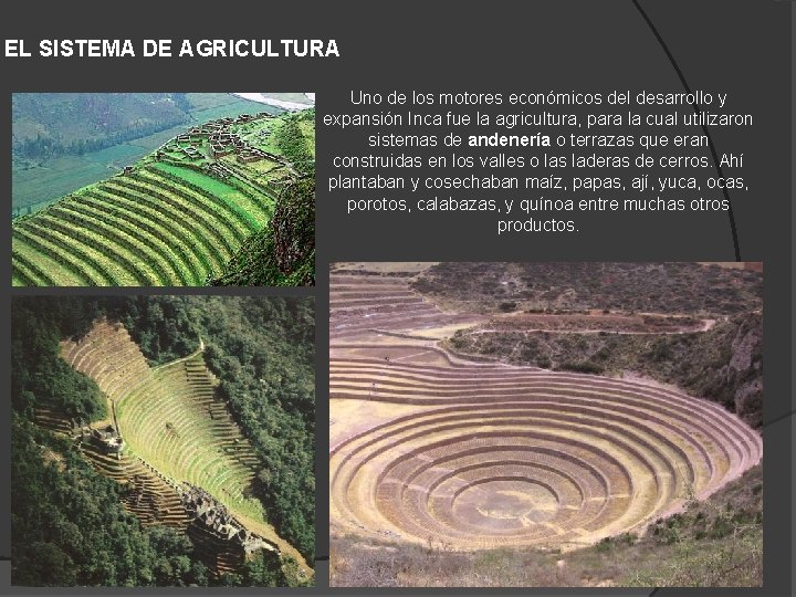 EL SISTEMA DE AGRICULTURA Uno de los motores económicos del desarrollo y expansión Inca