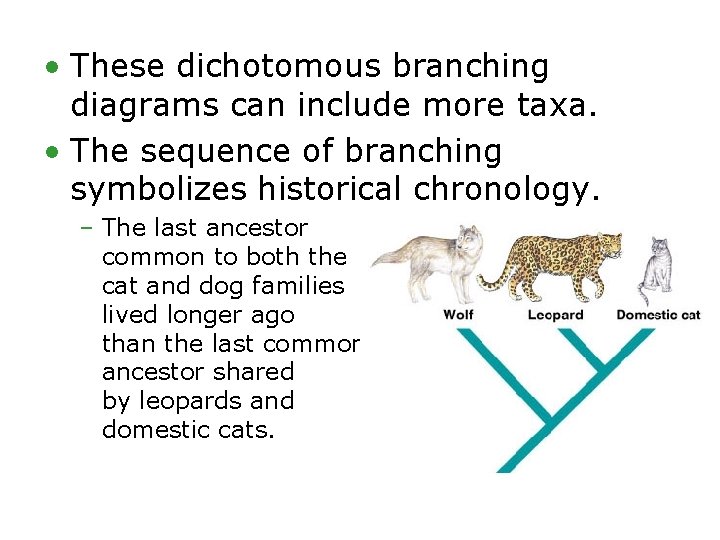  • These dichotomous branching diagrams can include more taxa. • The sequence of