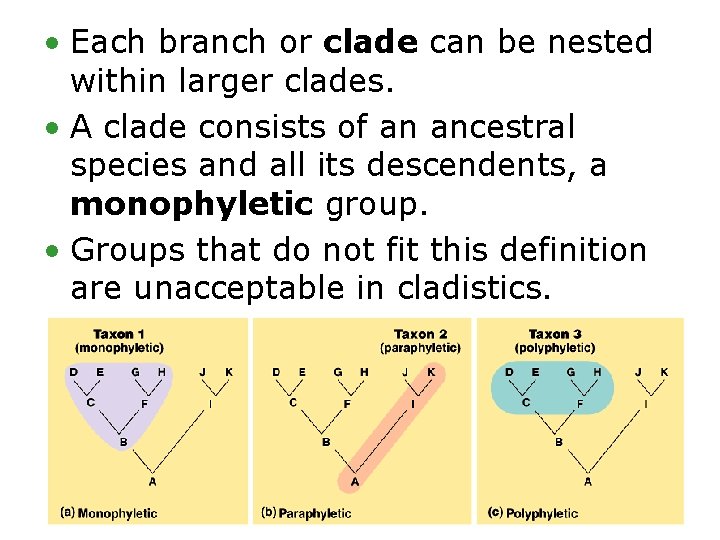  • Each branch or clade can be nested within larger clades. • A