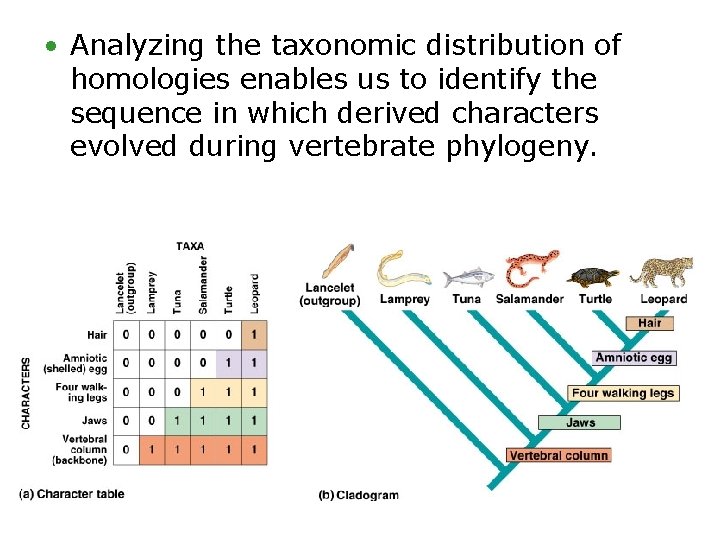  • Analyzing the taxonomic distribution of homologies enables us to identify the sequence