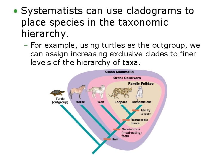  • Systematists can use cladograms to place species in the taxonomic hierarchy. –