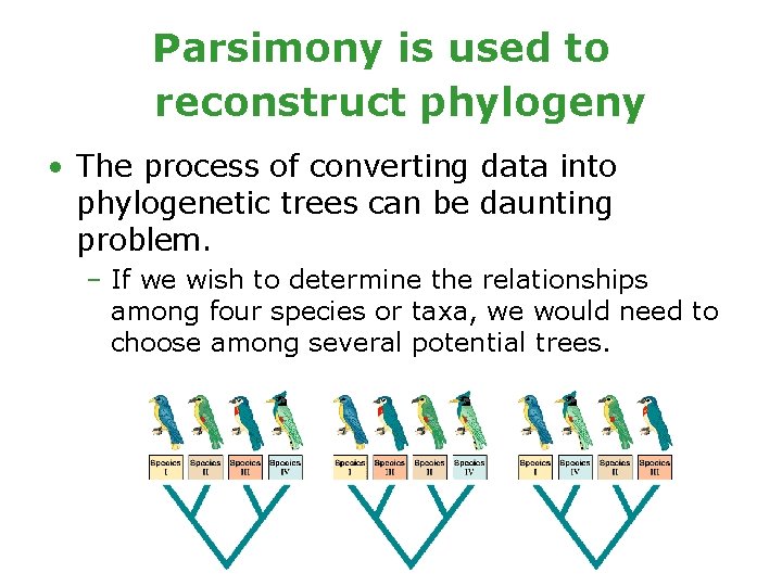 Parsimony is used to reconstruct phylogeny • The process of converting data into phylogenetic