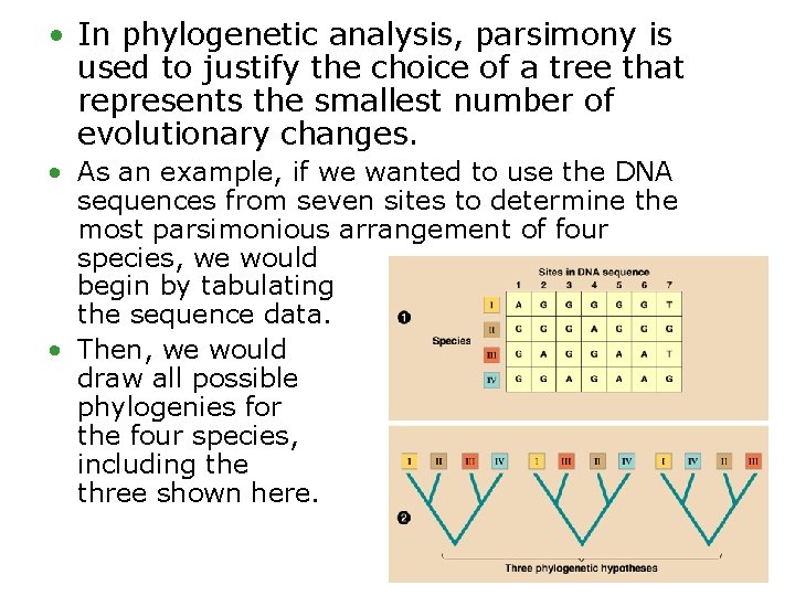  • In phylogenetic analysis, parsimony is used to justify the choice of a