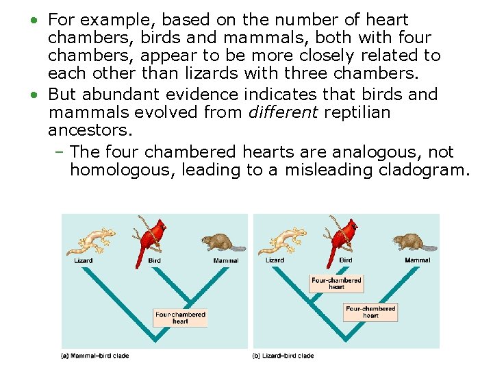  • For example, based on the number of heart chambers, birds and mammals,