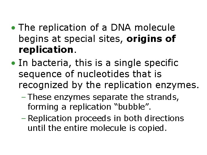  • The replication of a DNA molecule begins at special sites, origins of