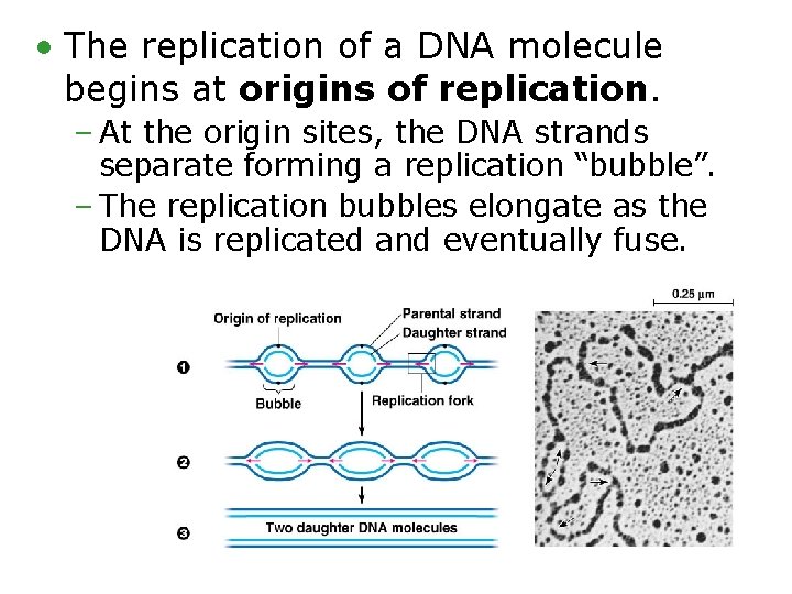  • The replication of a DNA molecule begins at origins of replication. –