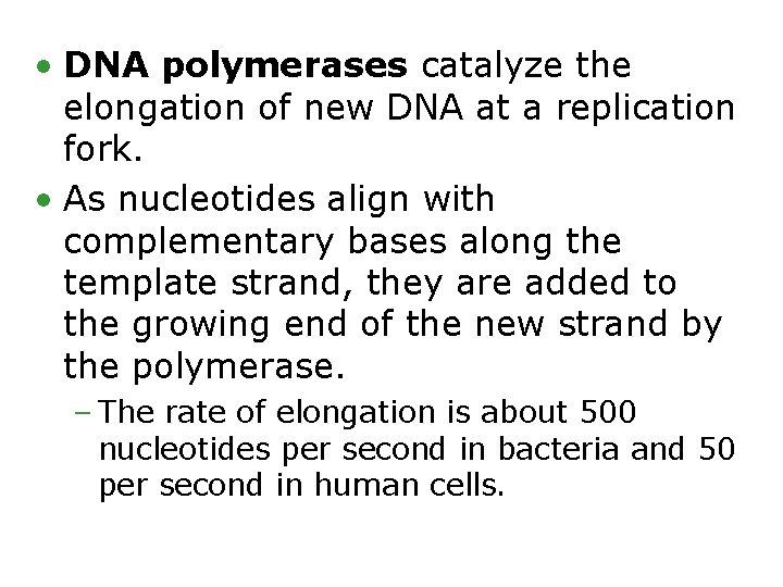  • DNA polymerases catalyze the elongation of new DNA at a replication fork.