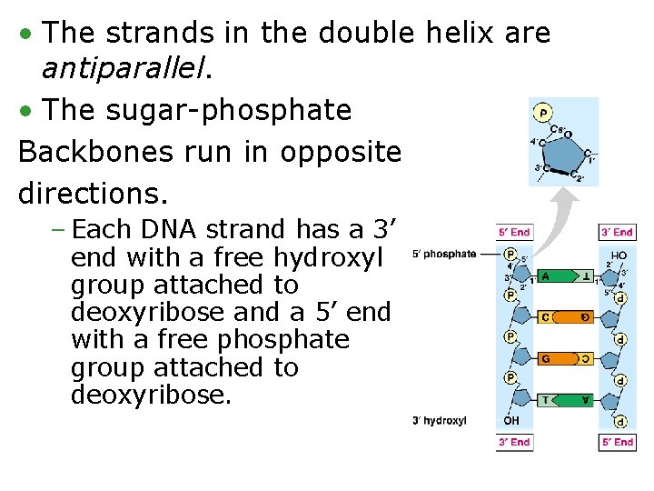  • The strands in the double helix are antiparallel. • The sugar-phosphate Backbones