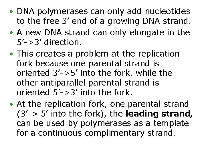  • DNA polymerases can only add nucleotides to the free 3’ end of