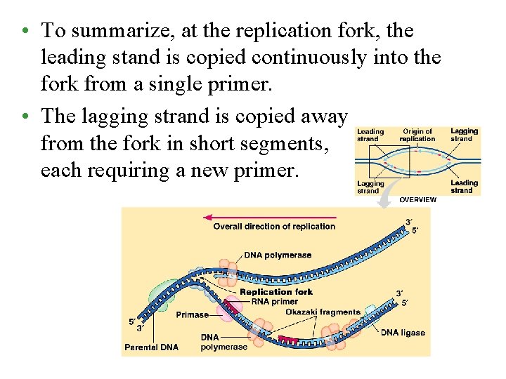  • To summarize, at the replication fork, the leading stand is copied continuously