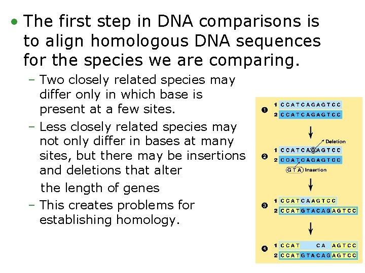 • The first step in DNA comparisons is to align homologous DNA sequences