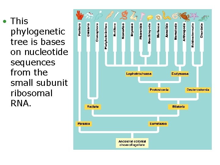  • This phylogenetic tree is bases on nucleotide sequences from the small subunit