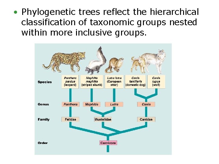  • Phylogenetic trees reflect the hierarchical classification of taxonomic groups nested within more