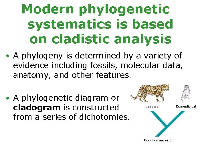 Modern phylogenetic systematics is based on cladistic analysis • A phylogeny is determined by