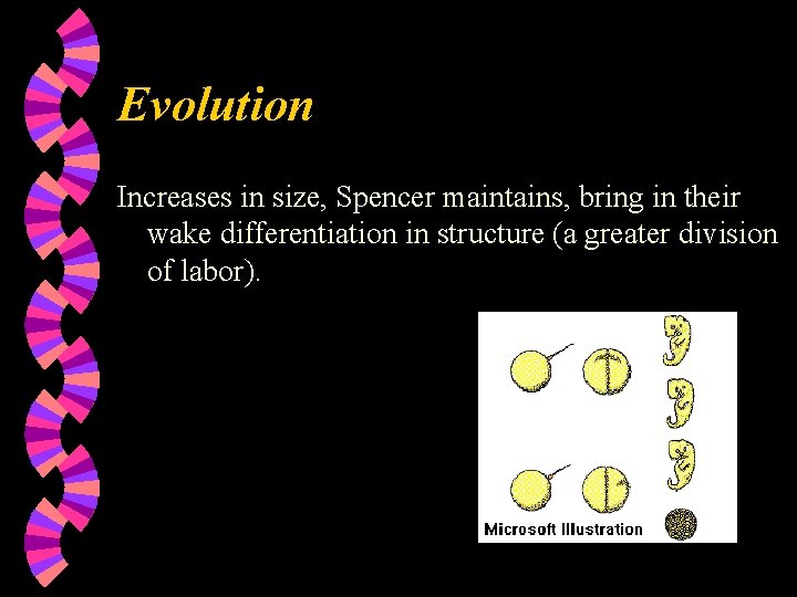 Evolution Increases in size, Spencer maintains, bring in their wake differentiation in structure (a