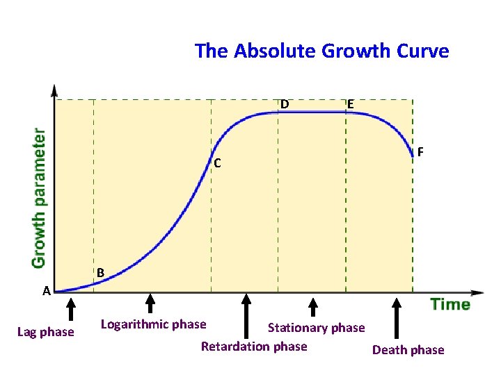 The Absolute Growth Curve D C E F B A Lag phase Logarithmic phase