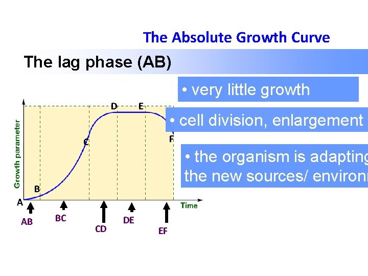 The Absolute Growth Curve The lag phase (AB) • very little growth D E