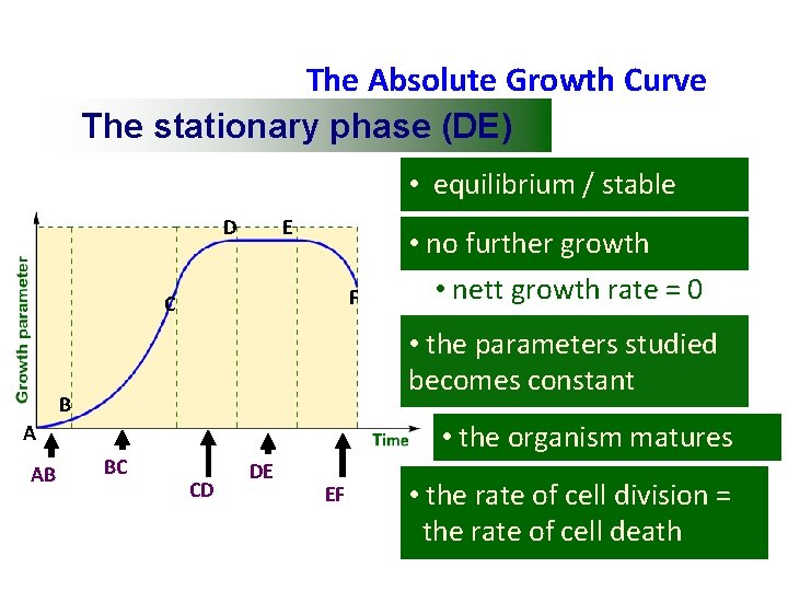 The Absolute Growth Curve The stationary phase (DE) • equilibrium / stable D E