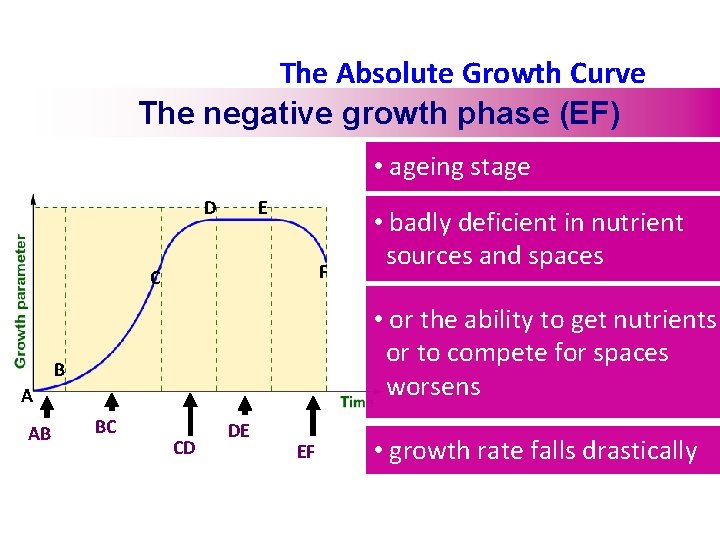 The Absolute Growth Curve The negative growth phase (EF) • ageing stage D E