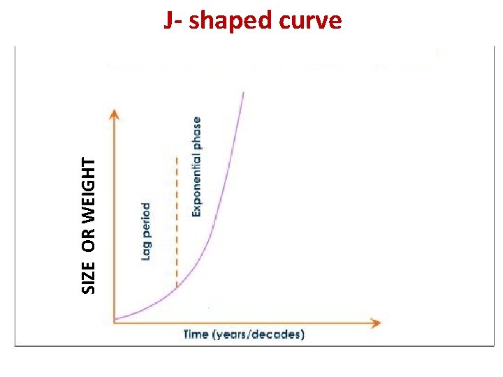 SIZE OR WEIGHT J- shaped curve / / 