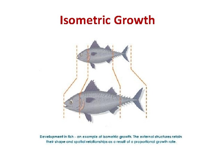 Isometric Growth 