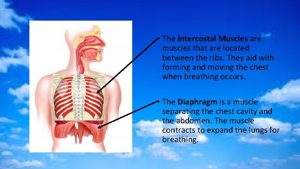  • The Intercostal Muscles are muscles that are located between the ribs. They